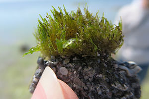 海藻｢クビレミドロ｣:沖縄本島の数箇所のみに生育